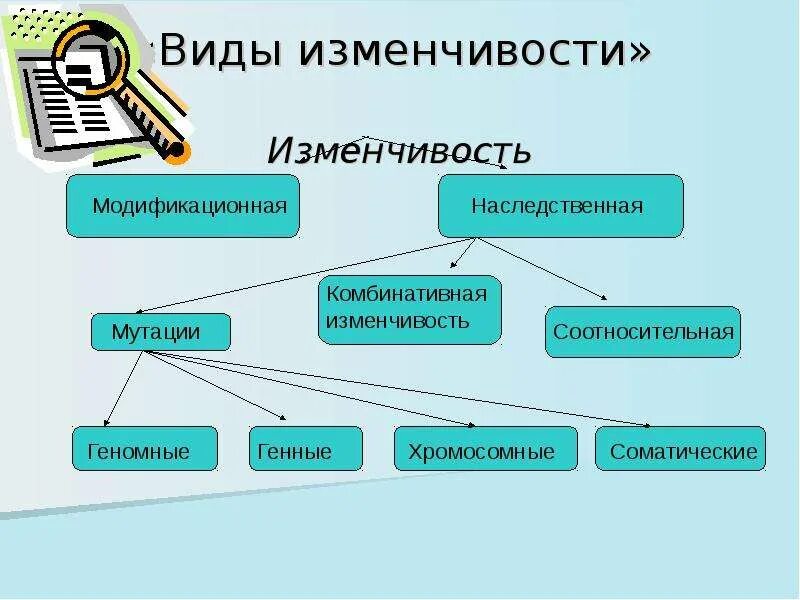 Схема типы наследственной изменчивости. Типы изменчивости. Виды изменчивости схема. Понятие изменчивости. Изменчивость признаков виды изменчивости 10 класс