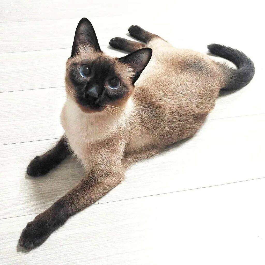 Фотографии кошек породы сиамских кошек. Сиамская порода кошек. Сиамская кошка чистокровная. Тайский Сиам. Сиамская кошка гладкошерстная.