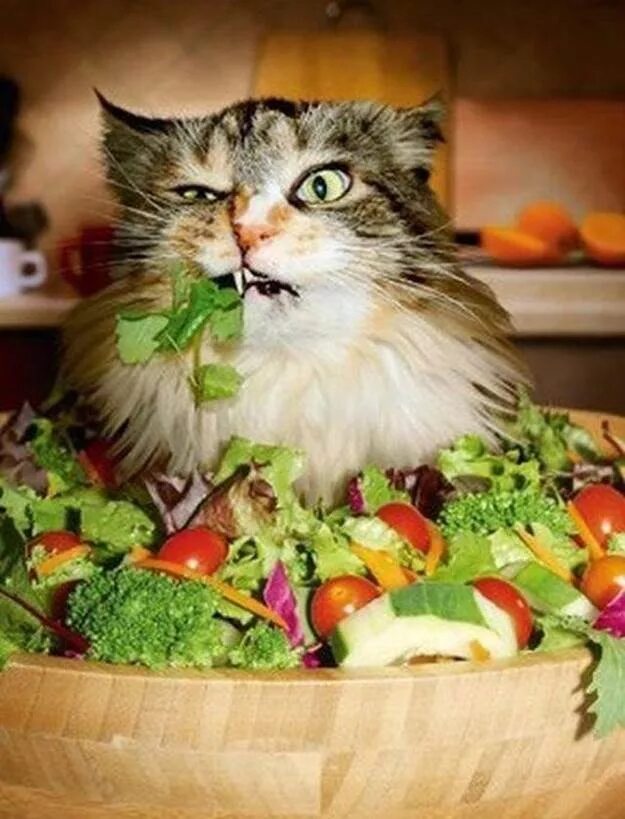 Кот еда мем. Котик с едой. кот вегетарианец. смешные салаты. кот и овощи.