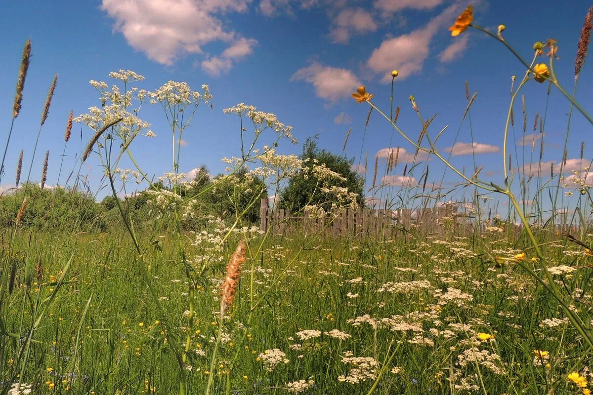 Honey meadow. Луговое разнотравье. Разнотравье на лугу. Медовый луг. Росистый луг.