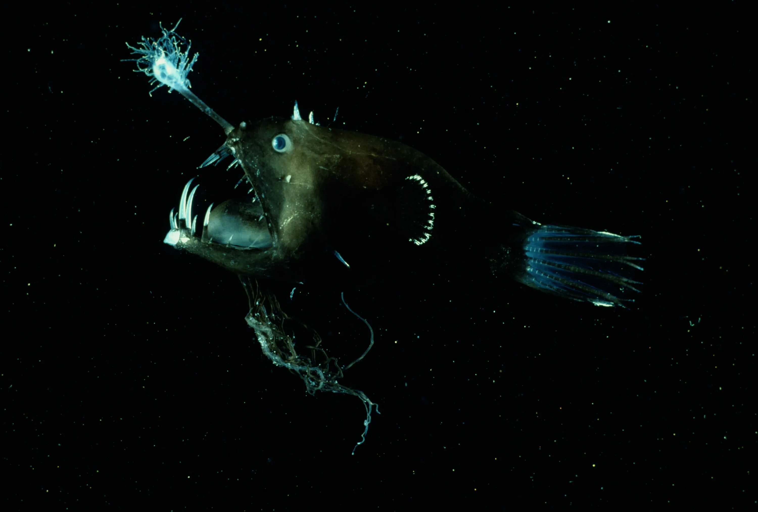 Глубоководные рыбы океана. Глубоководная рыба удильщик. Морской черт глубоководный удильщик. Морской чёрт удильщик. Европейский удильщик морской чёрт.