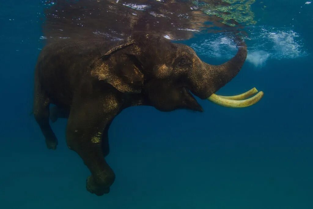 Elephant swim. Слоны плавают. Слон плывет. Слон в воде. Слон под водой.