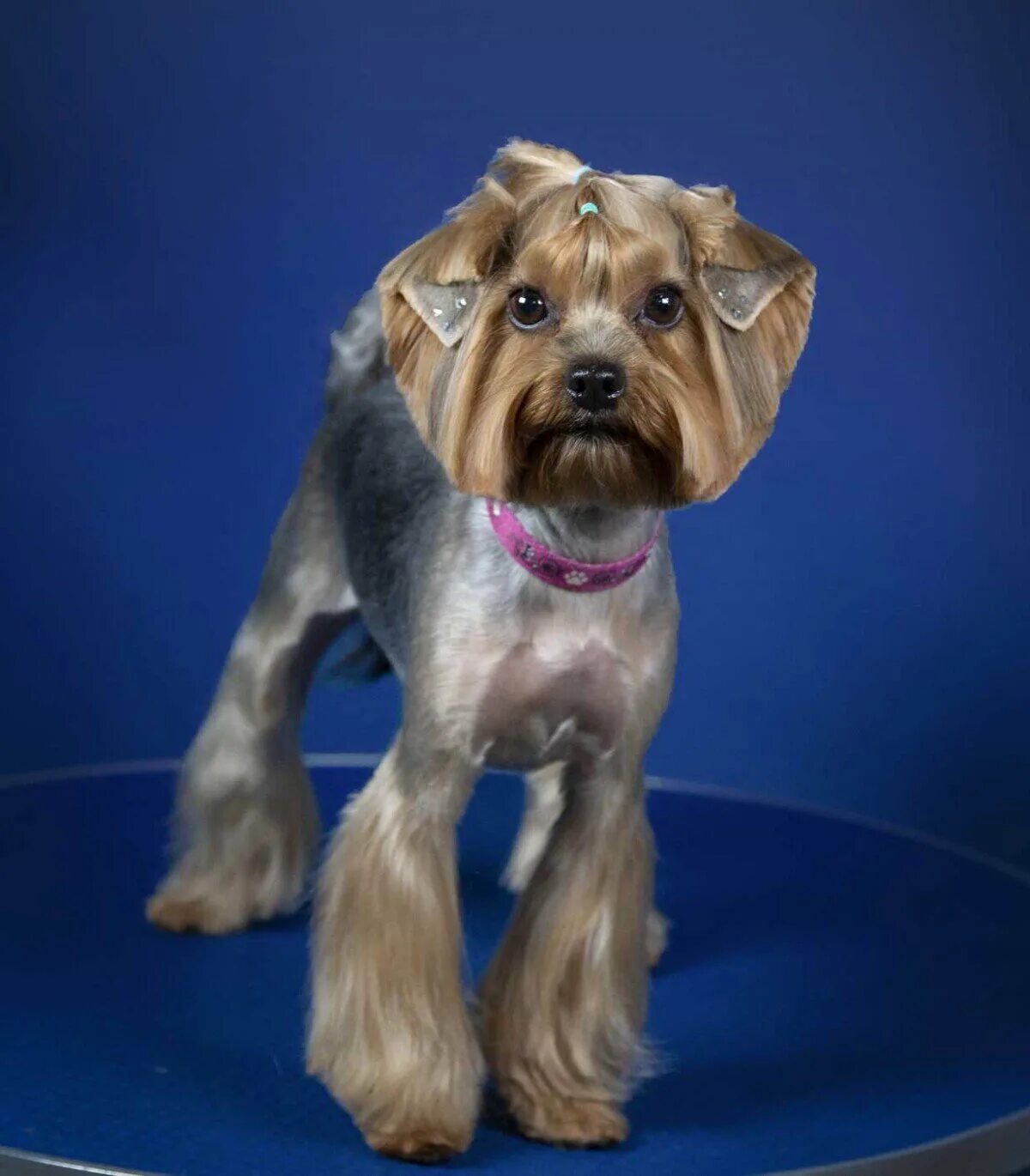 Йоркширский терьер с висячими у. Стрижка йорка. Стрижка для йорка с висячими ушками. Йоркширский терьер стрижки. Стрижка йорка.