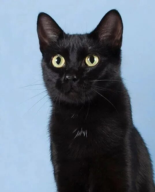 Порода черной кошки с желтыми глазами. Бомбейская кошка. Бомбейская кошка длинношерстная. Бомбейская кошка черно белая. Бомбейская короткошерстная кошка.