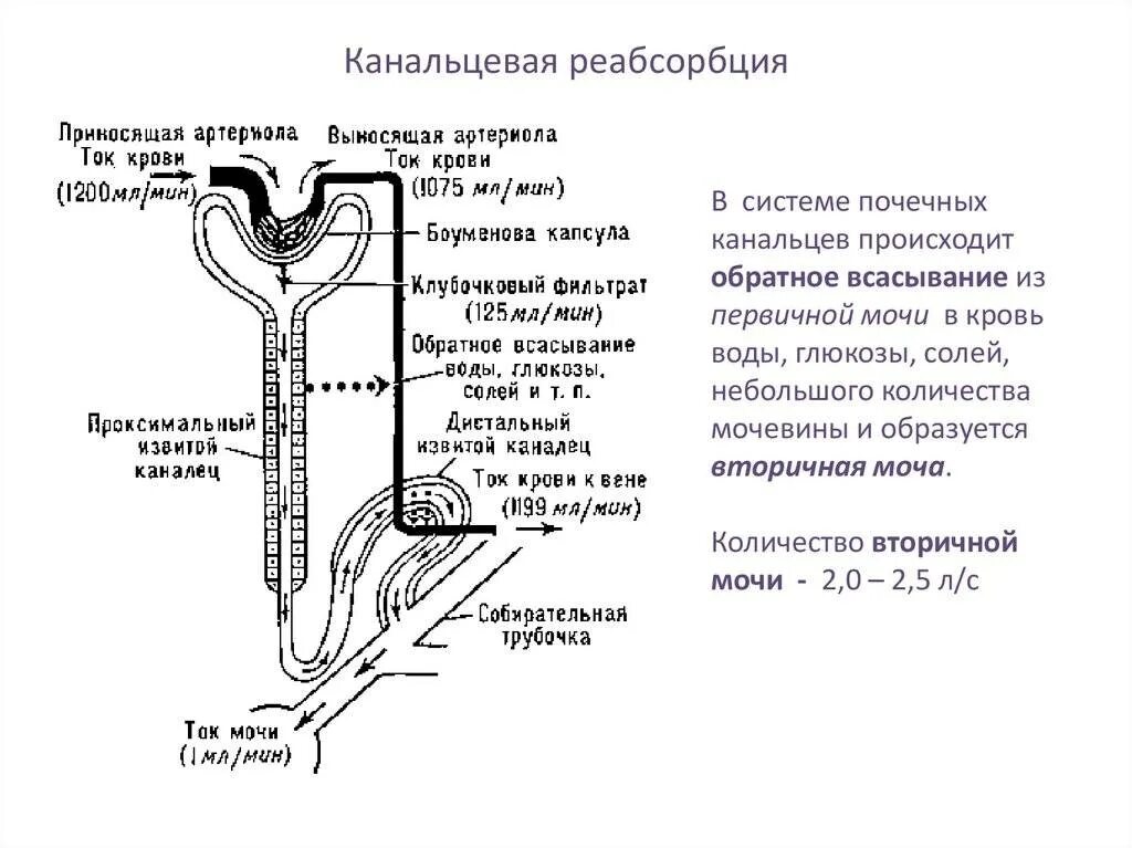 Образуется благодаря фильтрации