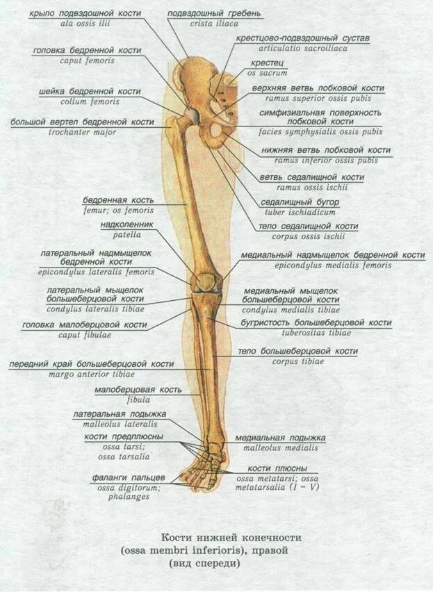 Кости нижних конечностей анатомия строение. Кости нижней конечности анатомия на латыни. Строение скелета нижних конечностей. Пояс нижних конечностей анатомия строение.