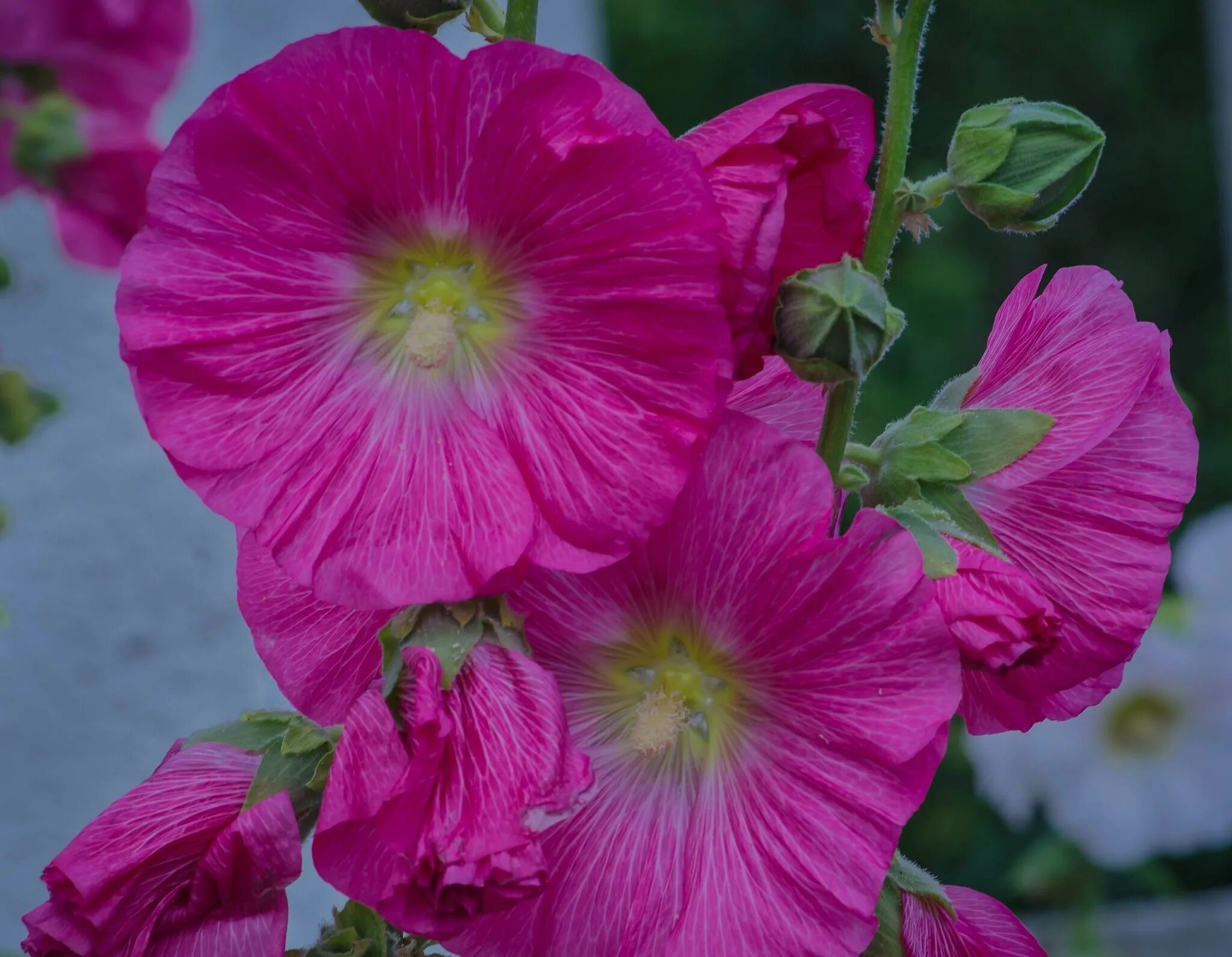 Мальва (просвирник) чёрная. Мальва что это. Мальва red hollyhock. Цветы мальва просвирник. Мальва что это.