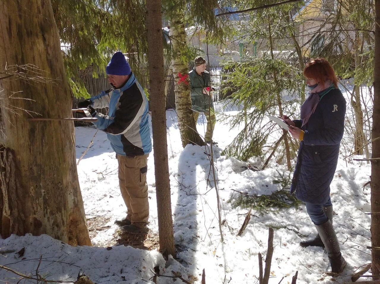 Аверкиевское лесничество. Отвод лесосек. Отвод лесосек. Лесохозяйственные мероприятия в лесу. Визиры лесосек это.