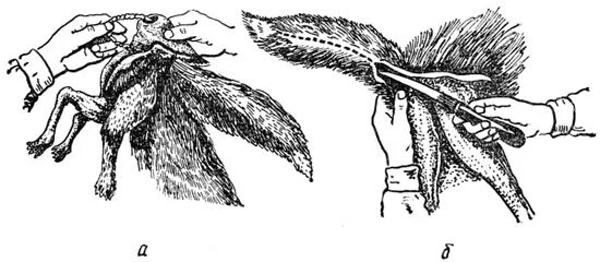 Способы снятия шкурки пушных зверей. Как снять шкуру с головы. Освежевание тушки кролика. Приспособление для снятия шкуры с кроликов. Схема снятия шкуры пластом.