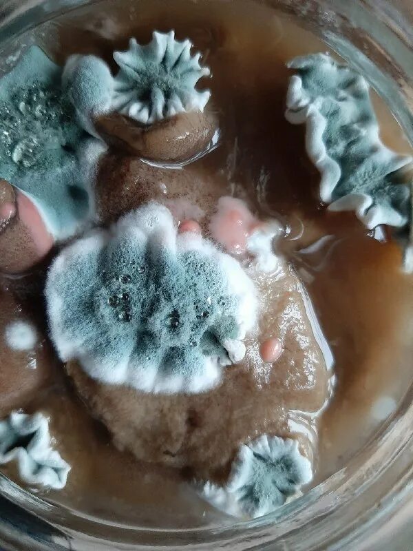 Как вырастить плесень на яблоке. Как быстро вырастить плесень. Как быстро растет плесень. Как вырастить плесень за 1 день. Как вырастить мукор в домашних условиях.