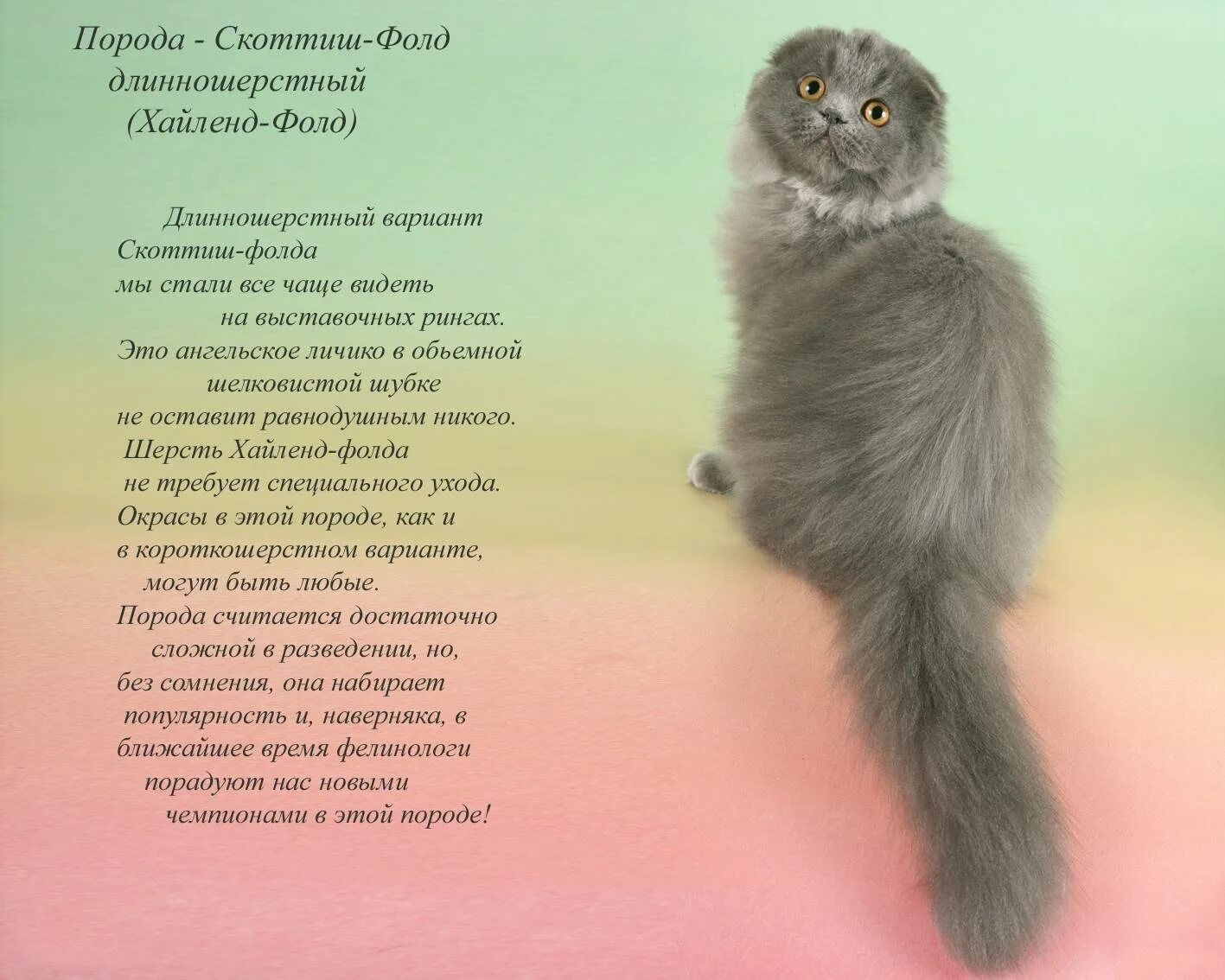 Описание шотландского вислоухого кота. Шотландская вислоухая кошка. Факты о вислоухих кошках. Стандарты шотландских вислоухих кошек. Шотландский вислоухий кот характер характеристики.