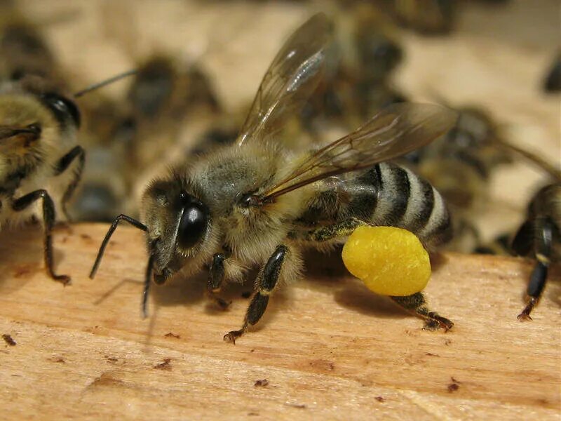 Пчелиная пыльца обножка. Пчелиная пыльца (Bee pollen). Пчёла. Пчела с пыльцой. Пчела уток