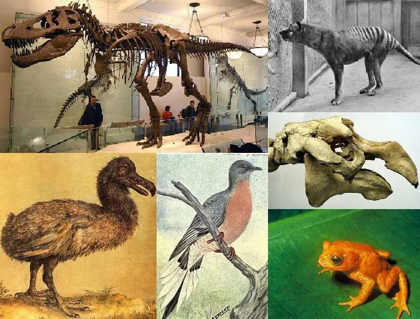 Все вымершие живут. Вымершие животные. Хищные животные которые вымерли. Extinct (вымершие животные). Животные которые вымерли давно.