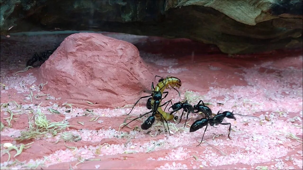 Динозавровый муравей. Муравьи Dinoponera gigantea. Гигантский амазонский муравей. Dinoponera матка. Муравей динопонера гигантская матка.