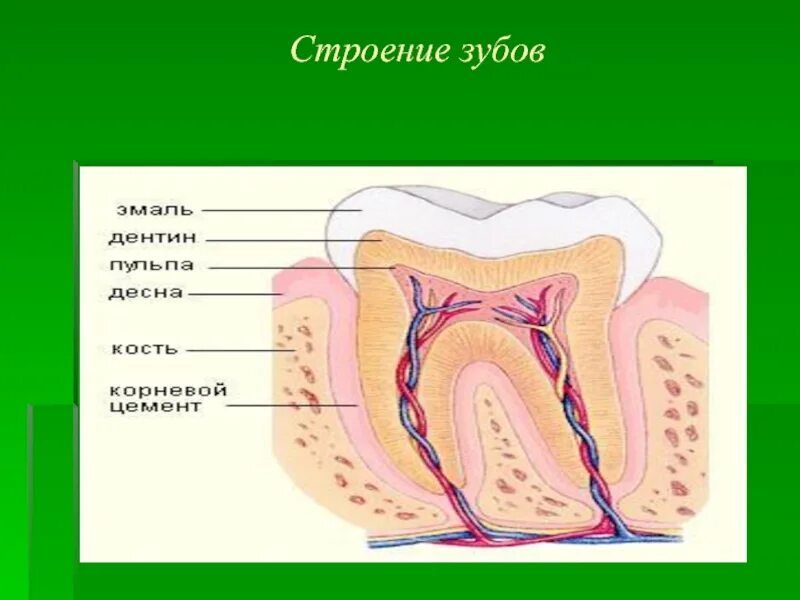 Проект 3 класс зубы. Строение зуба. строение зуба анатомия. строение зуба 8 класс.