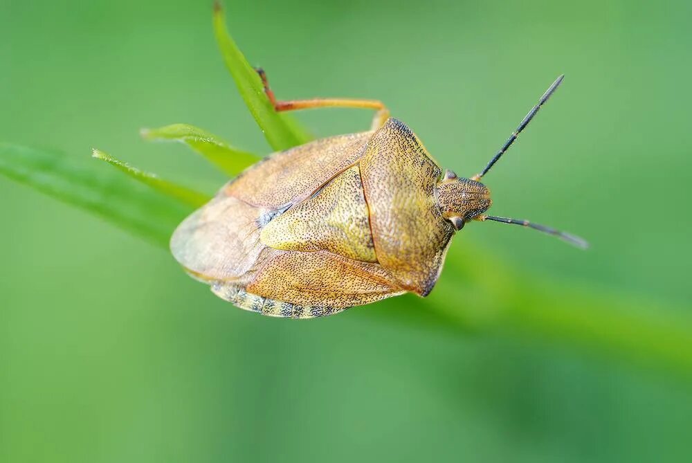 Клопы тип крыльев. Отряд клопы - hemiptera. полужесткокрылые hemiptera. отряды насекомых полужесткокрылые. отряд полужесткокрылые (hemiptera), или клопы.