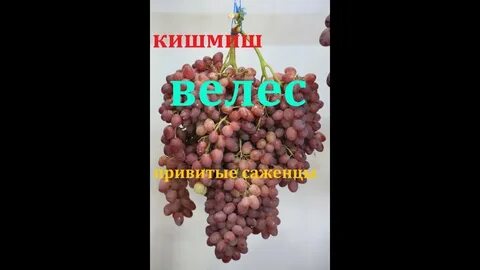 Кишмиш велес виноград описание сорта фото отзывы