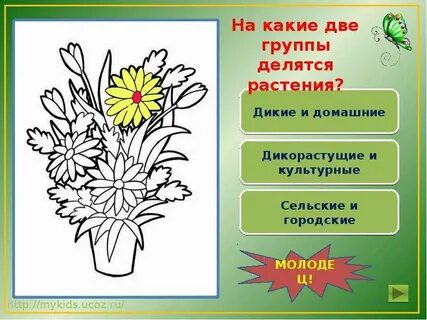 Дикорастущие и культурные растения раскраска