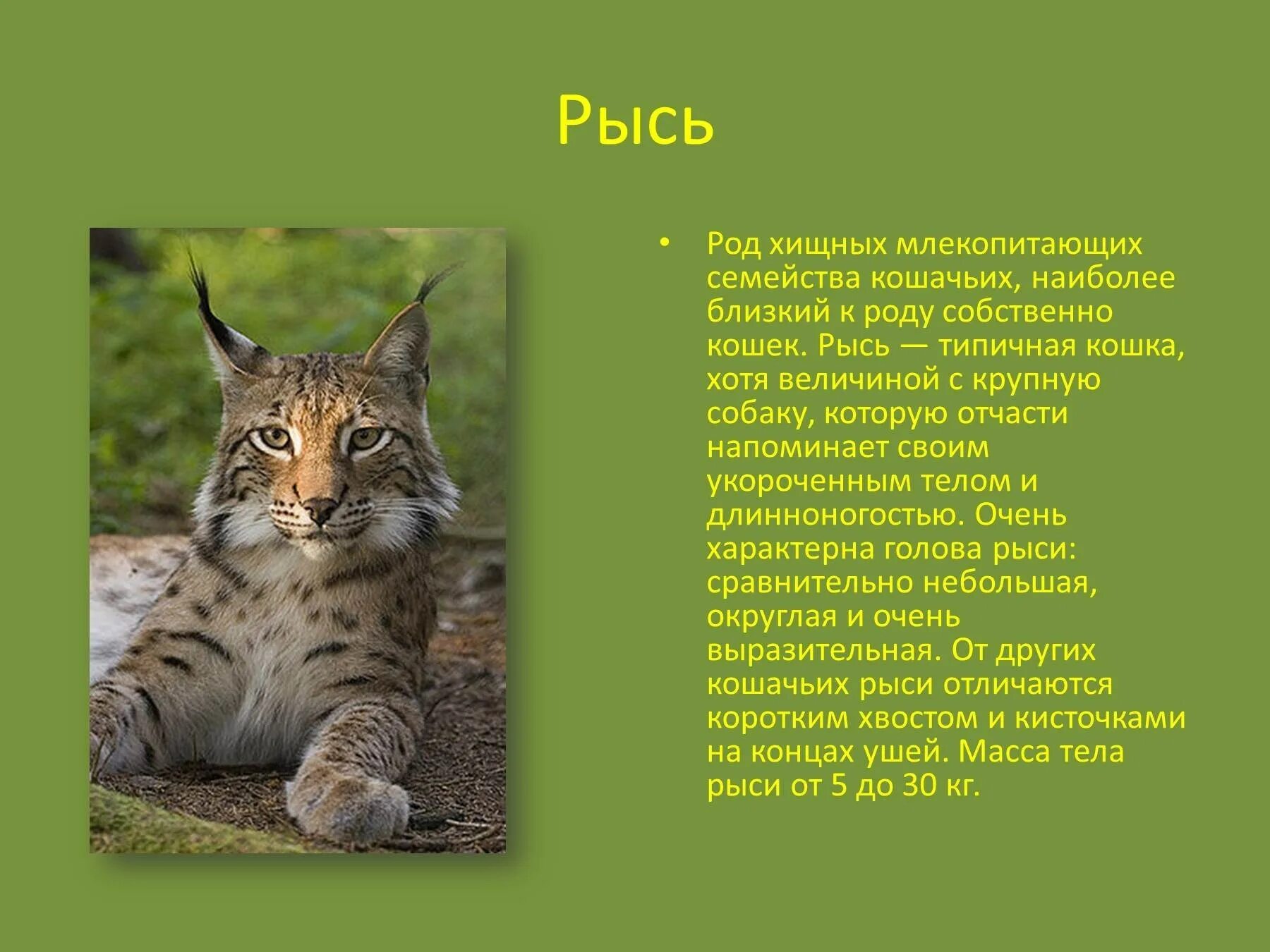 Рассказ о рыси. Доклад про Рысь. Рассказ о рыси 4 класс. Маленький доклад про Рысь.