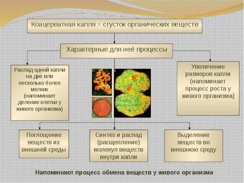 Коацерватная гипотеза происхождения жизни на земле. Коацерватная теория Опарина. Белково-коацерватная гипотеза. Белково коацерватная гипотеза о происхождении жизни на земле. Органический распад