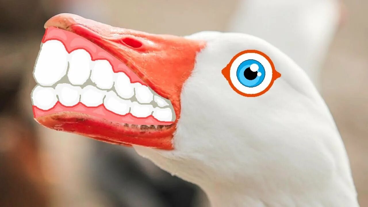 Клюв гуся. Зубы утки. Гусиный клюв. Страшный гусь. Зубы утки.