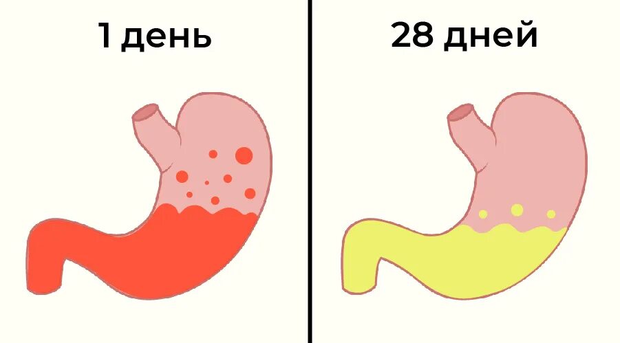 Что будет если не есть двое суток. Желудок рисунок. Желудок и желудочный сок. Если не пить месяц.