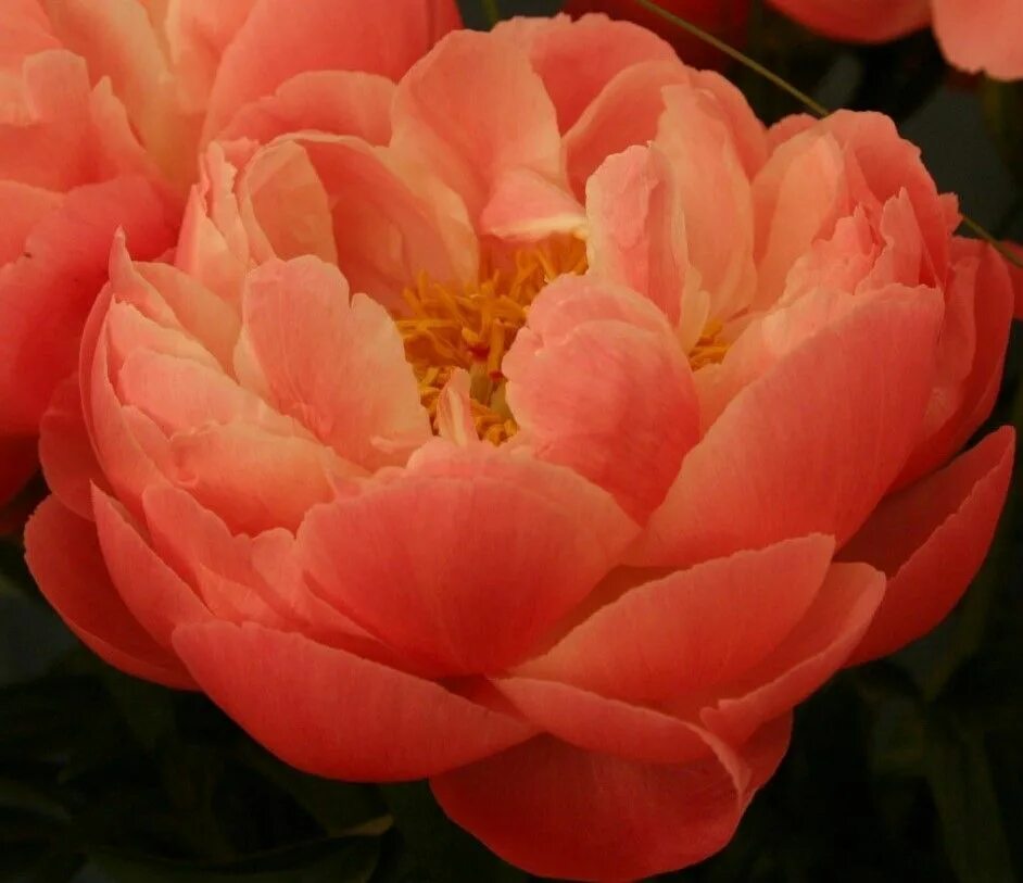 Пион оранж виктори. Пион itoh orange victory. пион оранж сансет. пион coral charm. just peachy пион.