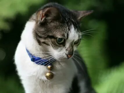 Шея кошки