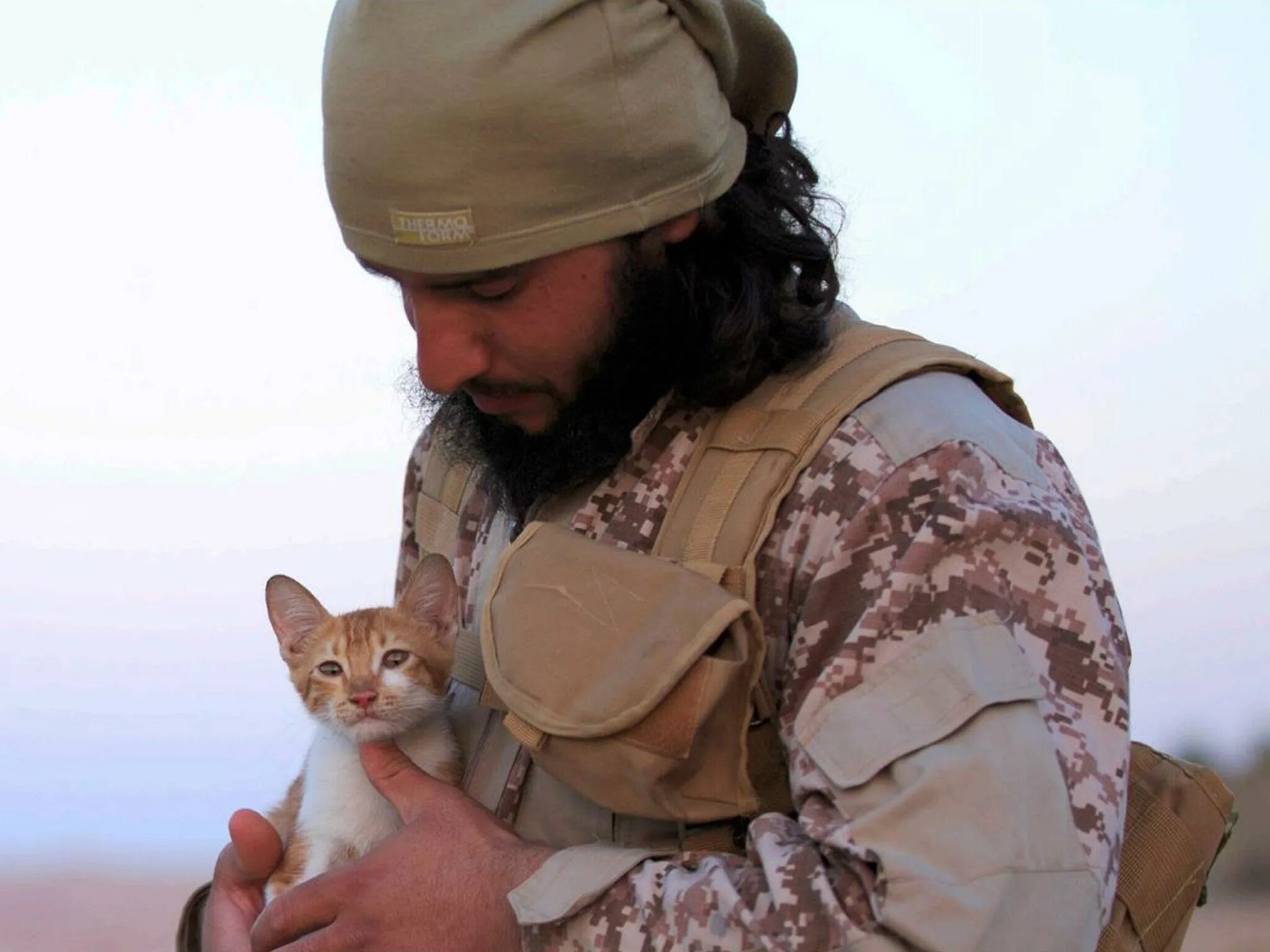 Мусульманский кот. Кот террорист. Котенок террорист.