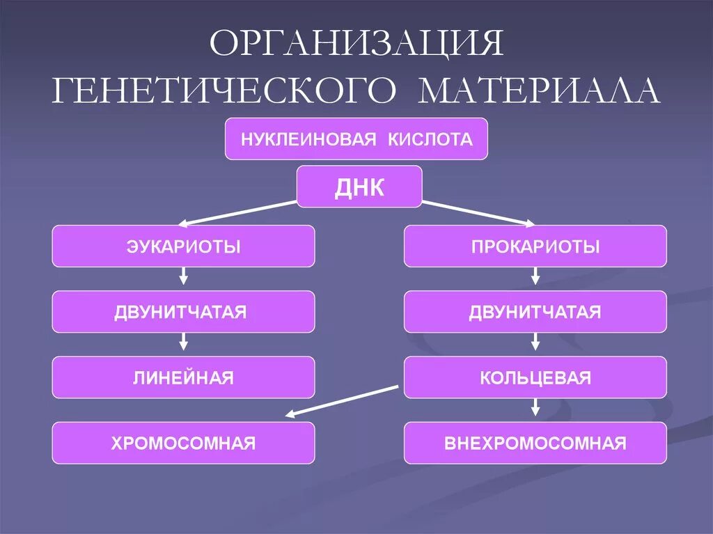 Уровни организации генетического материала у эукариот. Организация генетического материала у эукариот. Организация наследственного материала у про- и эукариот. Организация наследственного материала у прокариот. Эукариоты наследственная информация