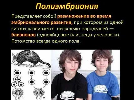 Полиэмбриония размножение