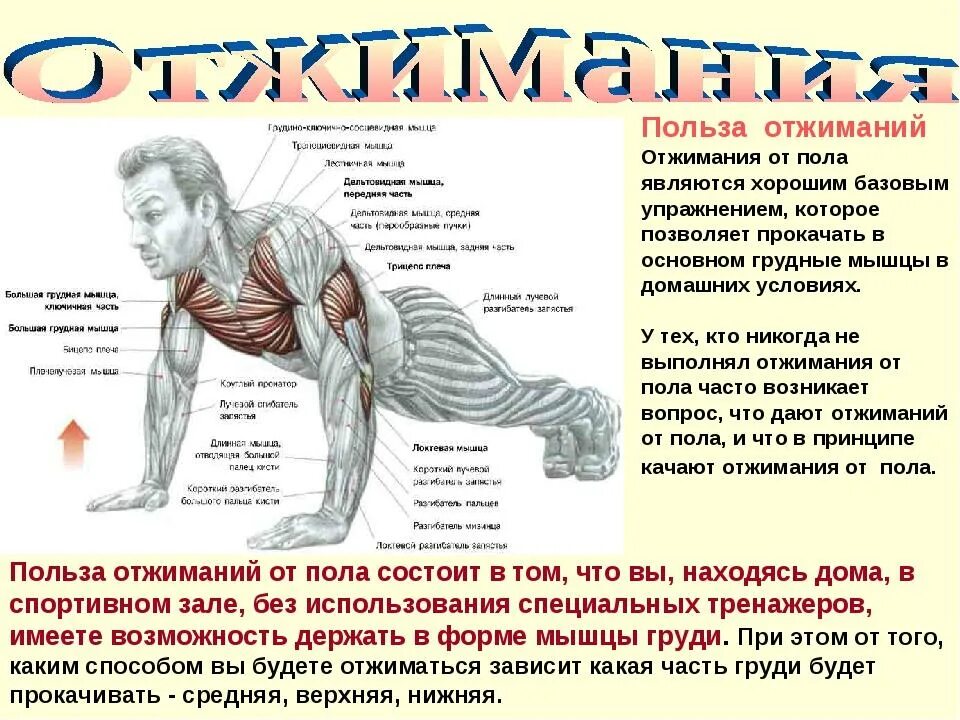 Отжимания много. Упражнения для раскачки грудных мышц. Упражнение отжимание от пола. Упражнения мышцы отжимания от пола. Упражнения на грудные мышцы отжиманиями.