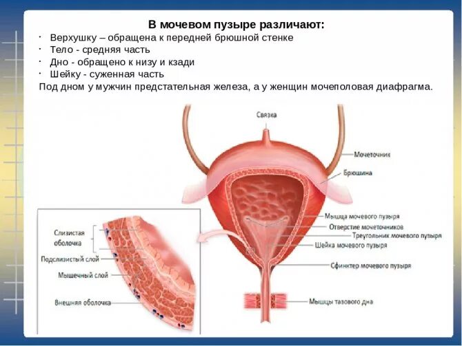 Ощущается мочевой пузырь. Ощущается мочевой пузырь. Мочевой пузырь расположен у женщин. Ощущается мочевой пузырь. Женский мочевой пузырь.