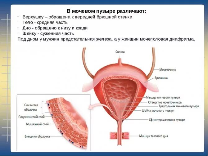 Мочевой пузырь строение и функции. Строение стенки мочевого пузыря анатомия. Строение мочевого пузыря слои. Каково строение стенки мочевого пузыря. Опишите строение стенки мочевого пузыря.