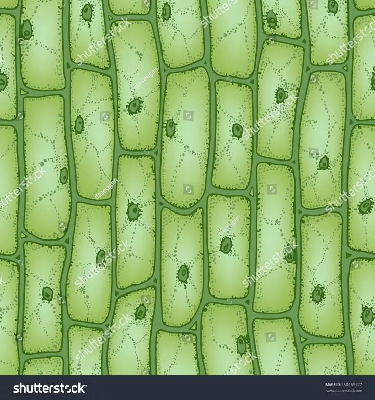 Ткани растений. Образовательная и покровная ткани. ЕГЭbio.ket Дзен