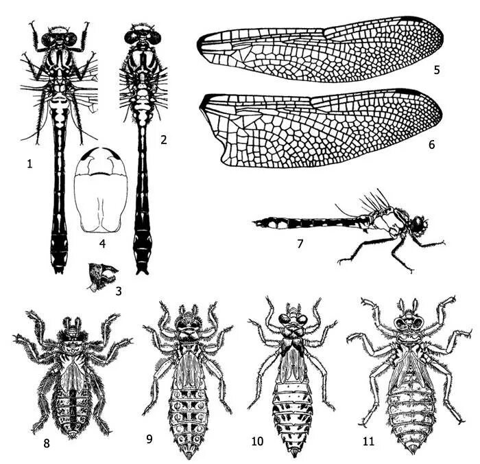 Личинка равнокрылой Стрекозы. Gomphidae личинки. Личинки разнокрылых стрекоз. Имаго личинка личинки.