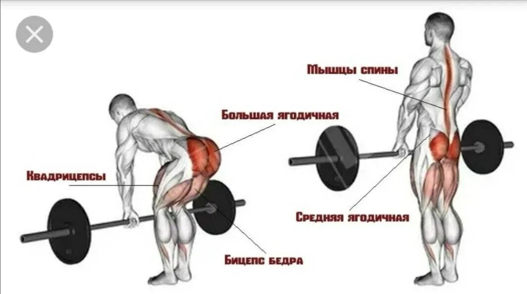 Пон жать. Румынская тяга группы мышц. Мышцы задействованные при румынской тяге. Румынская тяга с гантелями мышцы задействованы. Румынская тяга какие мышцы работают.