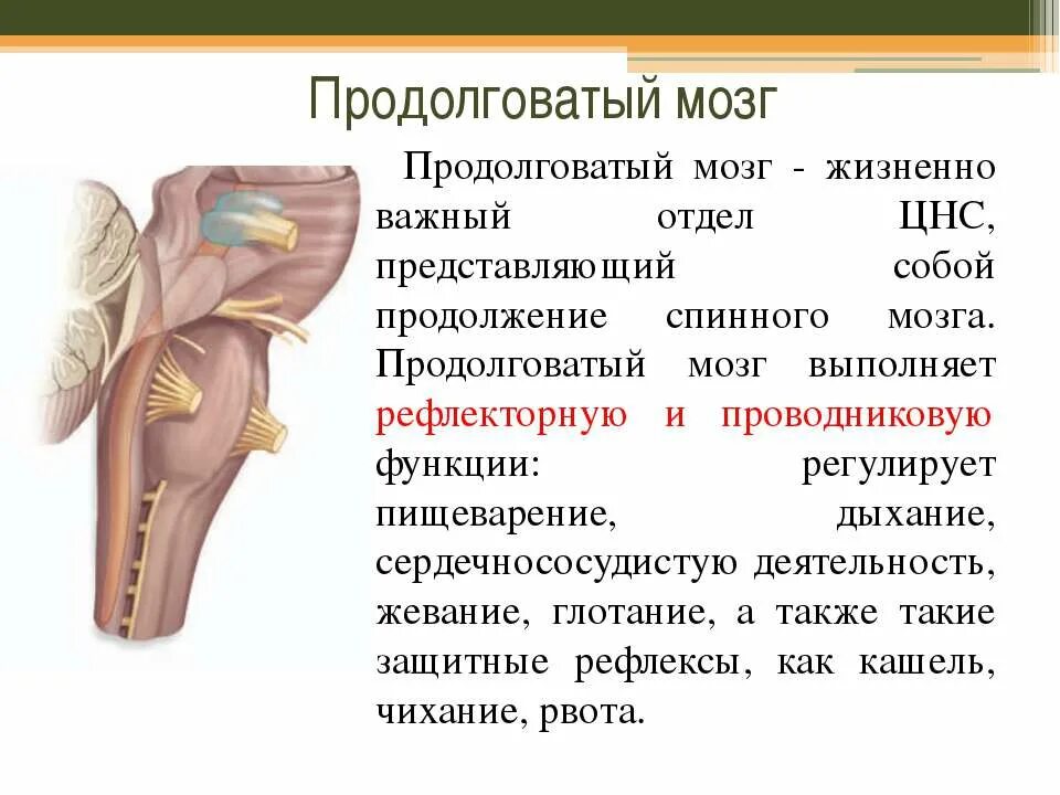 Продолговатый мозг строение и функции кратко. Продолговатый мозг отделы и функции. Строение,отдел и функции продолговатого мозга. Отдел продолговатый мозг функции таблица. Продолговатый мозг и мост функции и строение