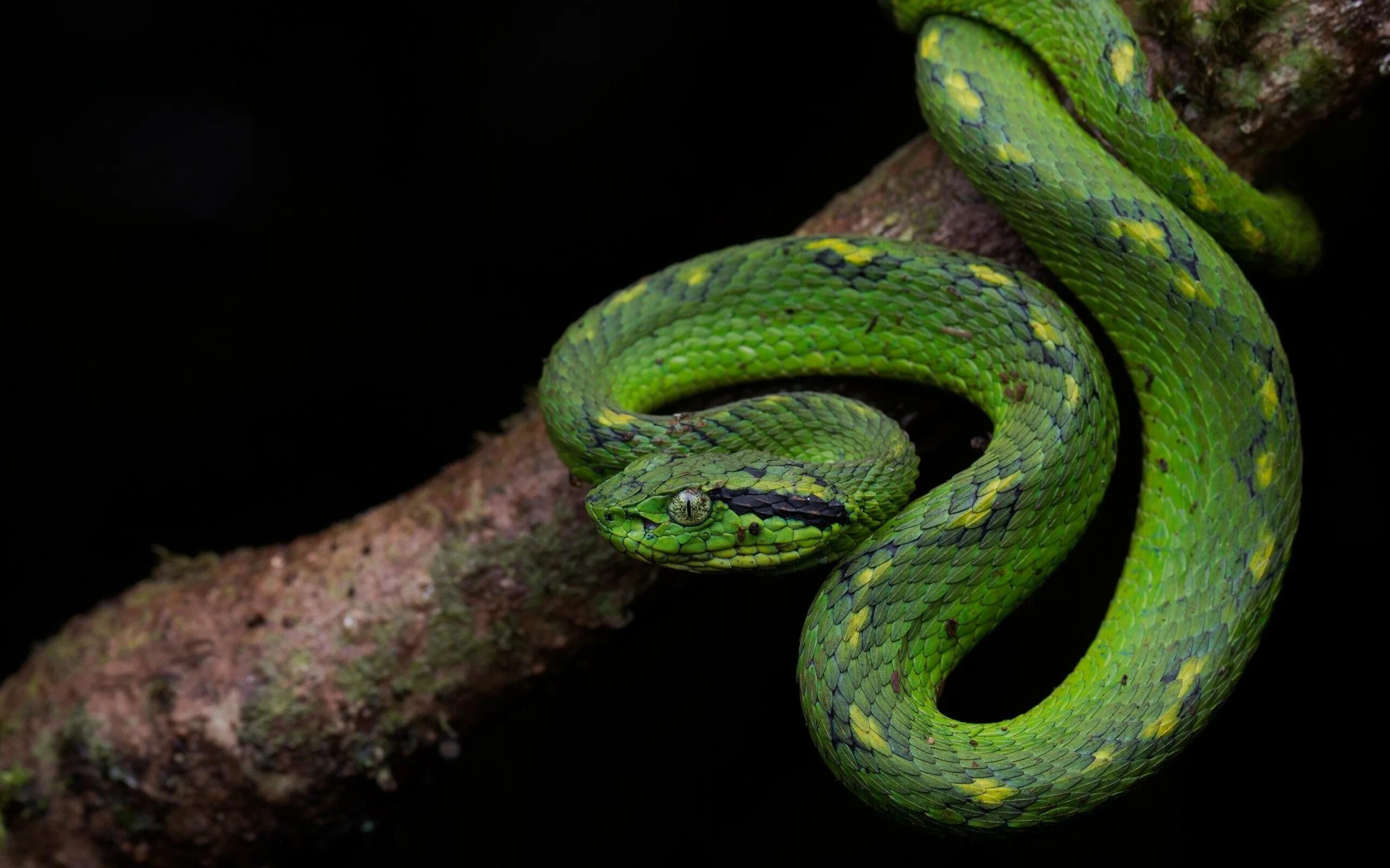 Змея проси. Жёлто-зелёный полоз. Зеленая змея. Змея на ветке. Зеленая змея на ветке.