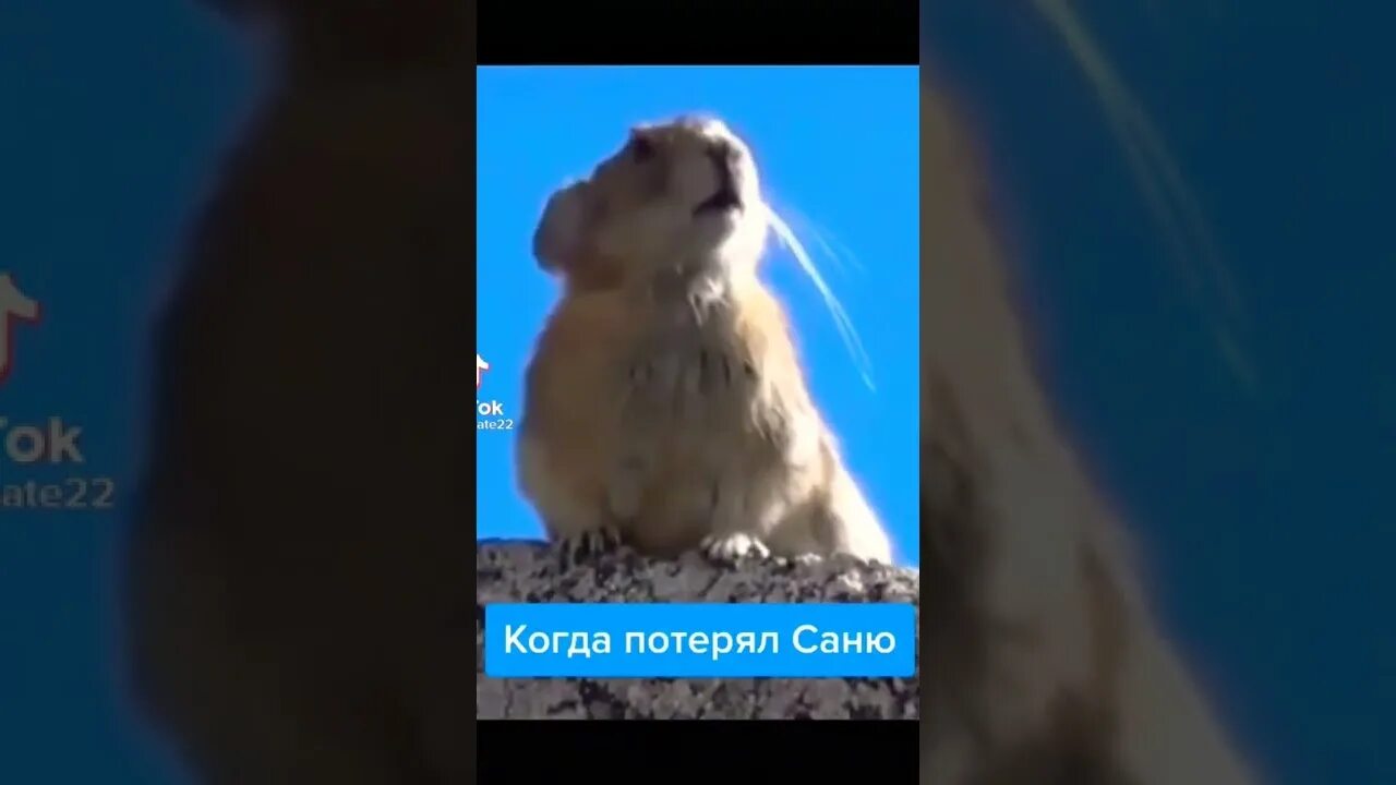 Хомяк санек. Саня санеееек. саня санёк хомяк. когда потерял саню. саня потерялся.
