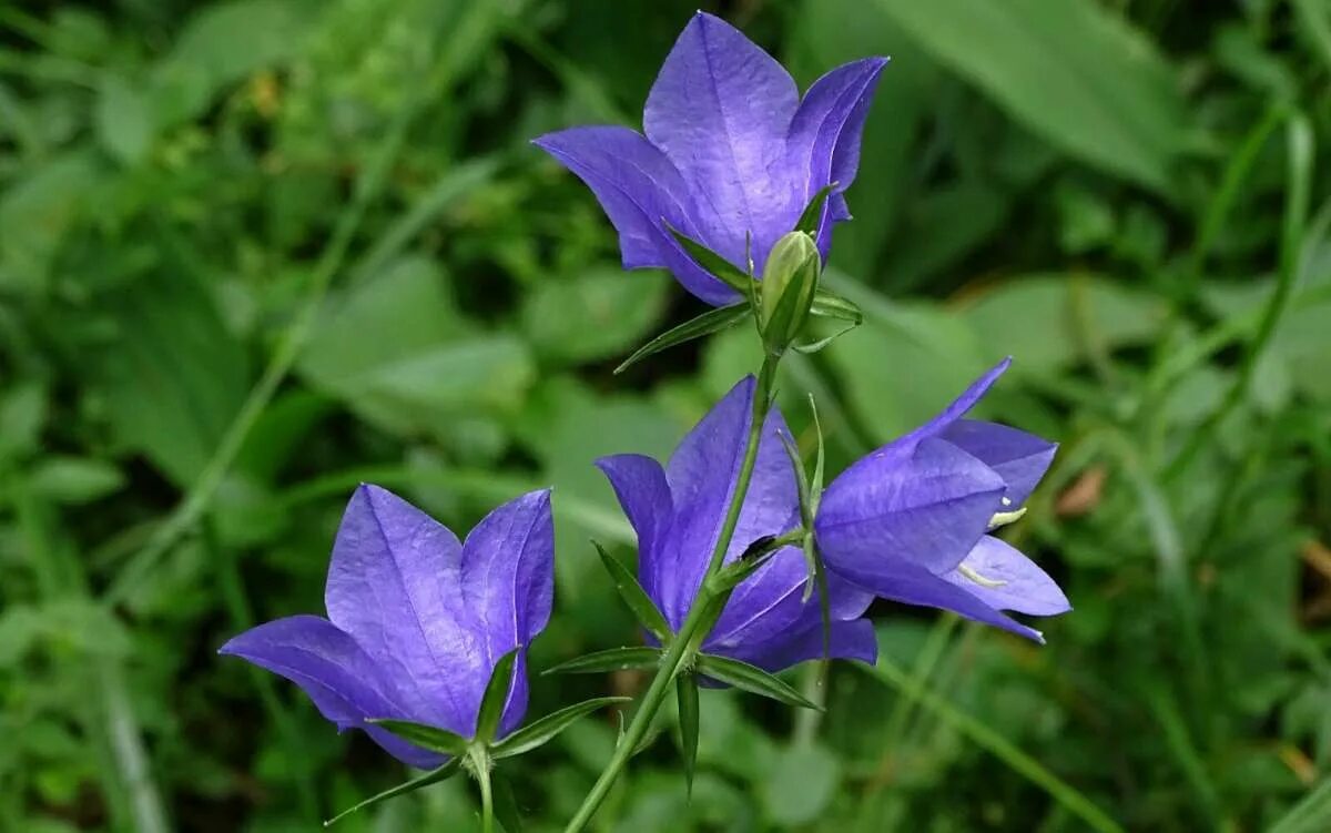 На опушке лесной колокольчик распустился. Русский язык 2 класс 2 часть страница 91 упражнение 157. На опушке ночью лесной колокольчик летней распустился. Интересные сведения о колокольчике. Летней опушке распустился колокольчик голубой.