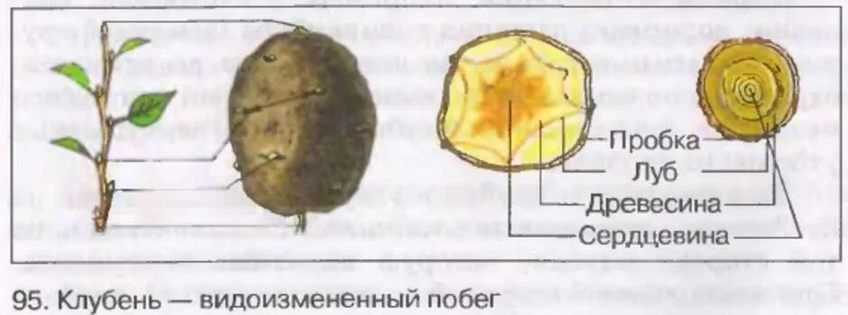 Строение клубня картофеля 6 класс биология. Зарисовать поперечный срез клубня картофеля. Нарисуйте поперечный срез клубня и побега. Поперечный срез клубня картофеля рисунок. Побеговую природу клубня картофеля доказывает осевое строение