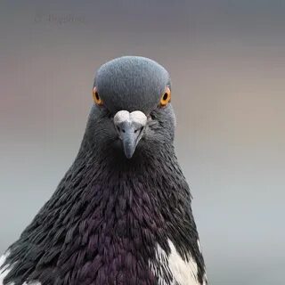 Посмотри голуба