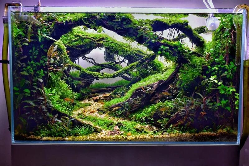 Pin by Aqua Dreams on #Аквариум идеи Aquarium fish, Fish tank, Aquarium design