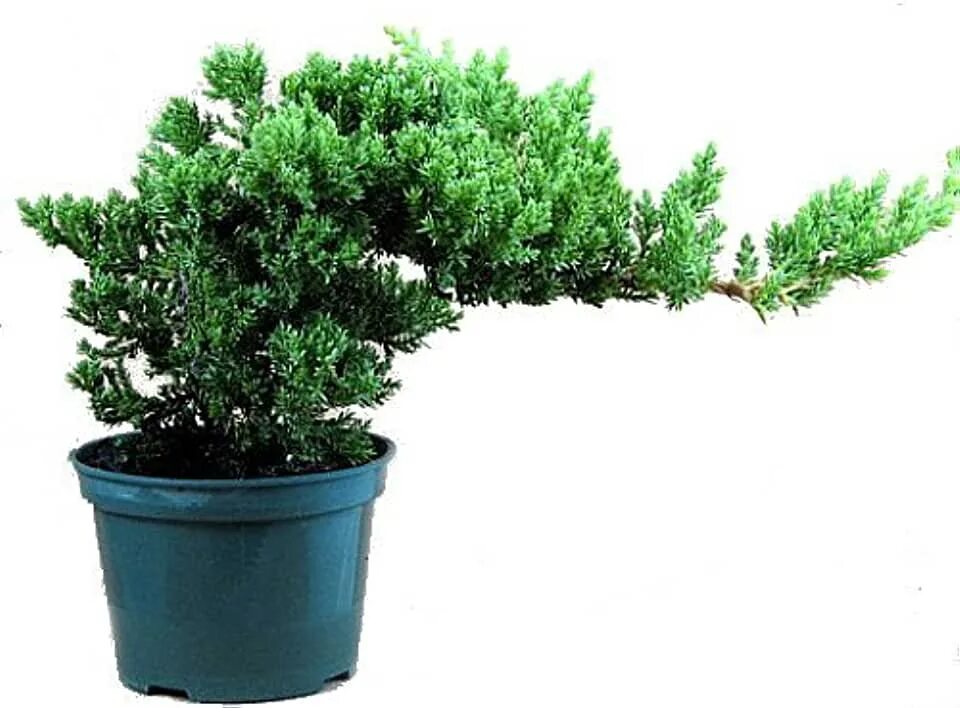 Juniperus procumbens Nana. Юниперус можжевельник комнатный. Кипарисовик хвойный микс.