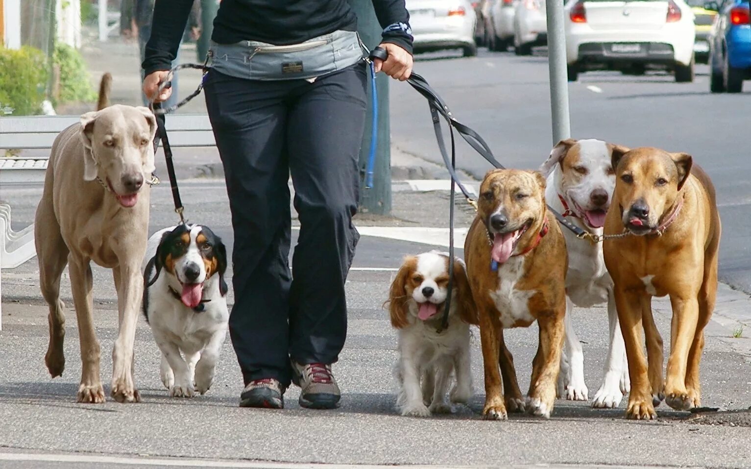 Выгул нный пес. Выгульщик собак. Прогулка с собакой. Собака гуляет на улице. Гулять с собакой.