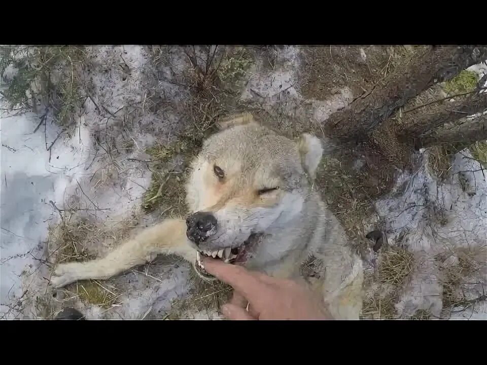Бурятские волки. Красивая морда волка. Красивый волк. Морда волка. Волк 1:1.