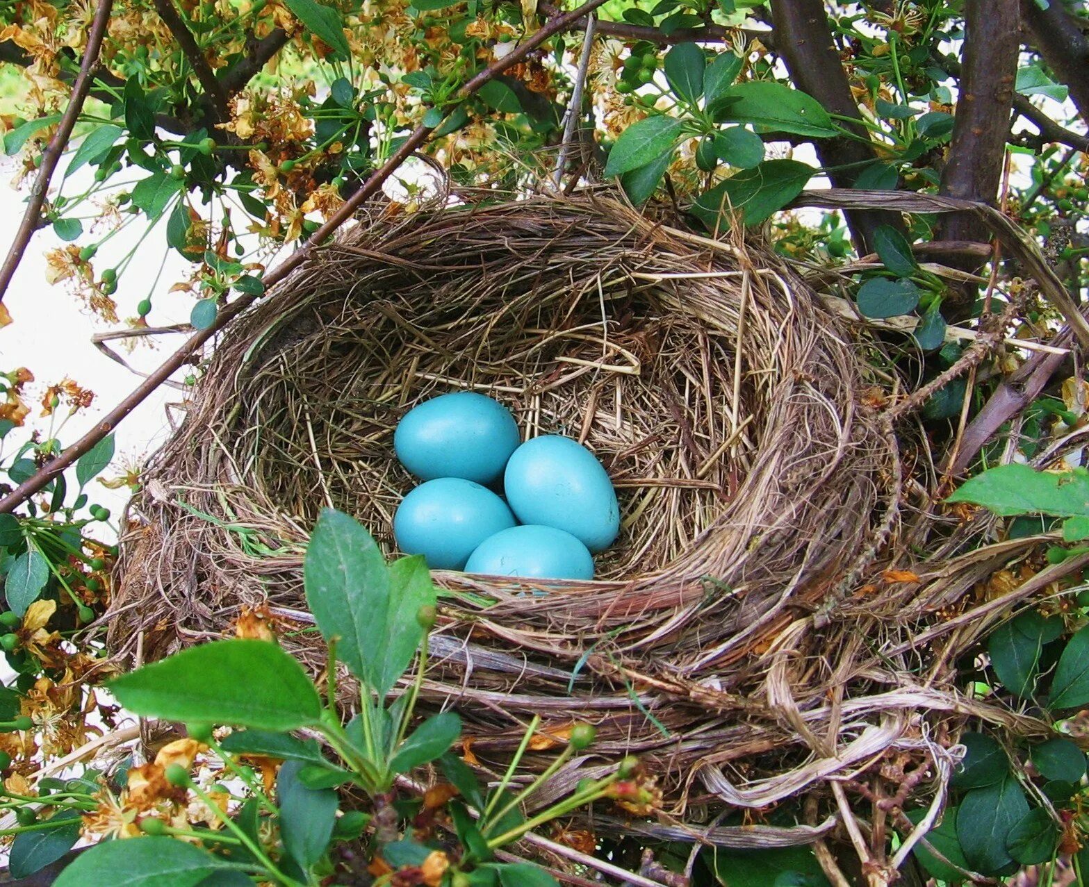 Гнездо для птиц для детей. Гнездо горихвостки. Горихвостка птичка в гнезде. Горихвостка гнездо и яйца. Гнездо зарянки.