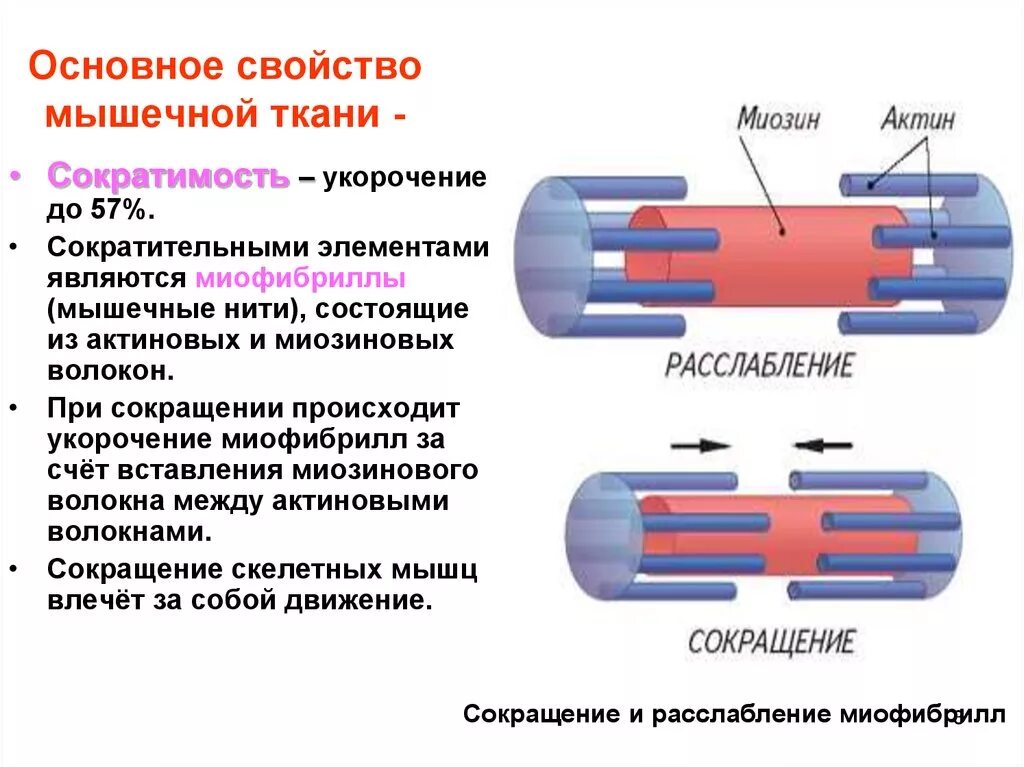 Общее свойство нервной и мышечной. Основные компоненты мышечного волокна. Мышечные волокна миофибрилла схема. Миофибриллы скелетной мышечной ткани. Основные свойства мышечной ткани.