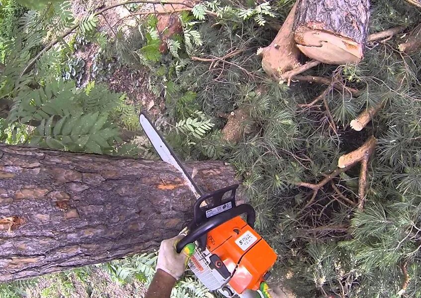 Спиливание деревьев. Заваленное дерево. Как пилить упавшее дерево. Валка дерева в нужном направлении. Спиленные деревья в лесу.